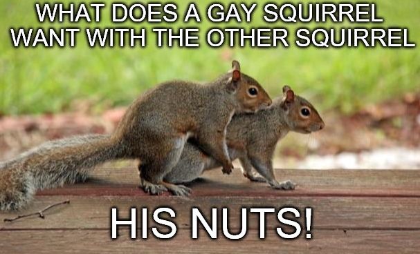 597d3c8728241_squirrelnuts.jpg.71abe2e3cc1a0aa5929c352b048162d4.jpg
