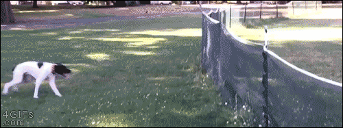 Dog-flips-over-fence-fail-win.gif.4ddfc745d4217029c7ae5d81c5c6e771.gif