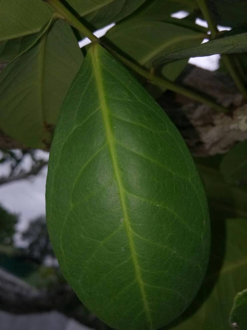S_6330939074033.jpg
