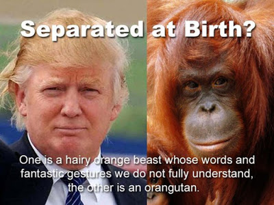 Trump-vs-orangutan.jpg.0022cc445820b3dc70e83655c9c78423.jpg