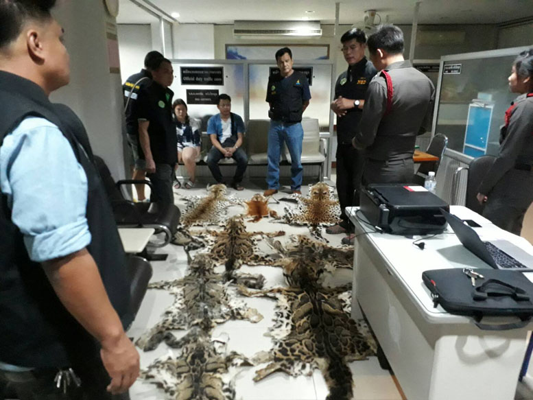cat-skins.jpg