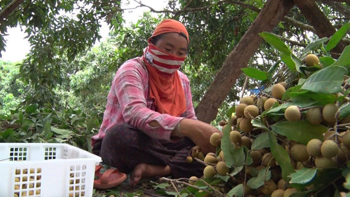 longan-1600x900.jpg