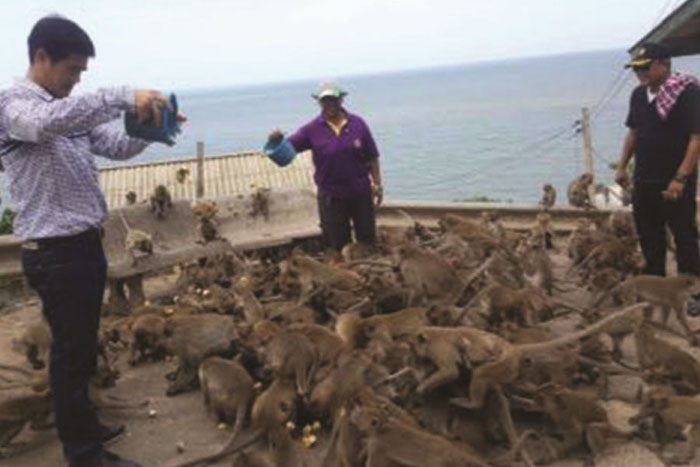 resolving-wild-monkeys-problems-huahin.jpg