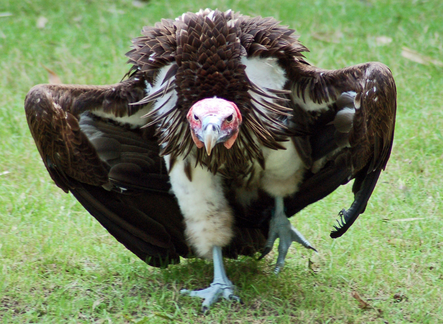 vulture.jpg.729c71a1f7f63b8b88a7049f7c1ac0ce.jpg