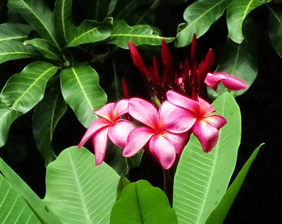 59869b1a997a7_redplumeria.JPG.86d733f394a3e2d4e73cc19e82fef506.JPG