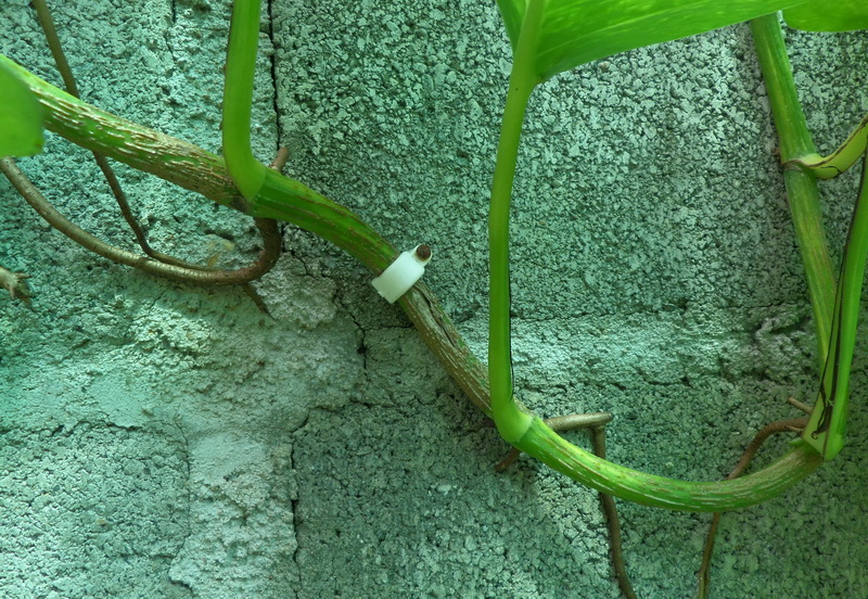 598febf8ac901_CableClip.jpg.79f818841d45af851e500536414a75e0.jpg