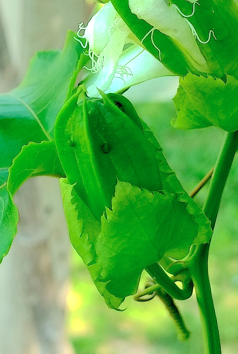 unopened Pflower.png