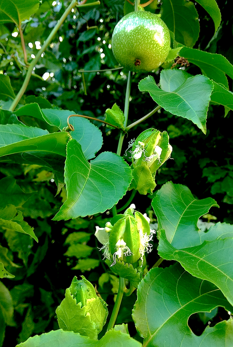 1F&3 unopened PF.png