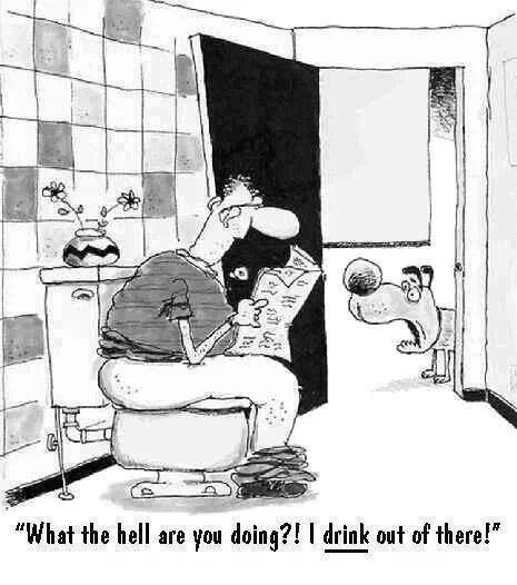 59a500aadc4fd_dogdrinkingbowl.jpg.5ded98545a61dea8d38c6c3effcad99f.jpg