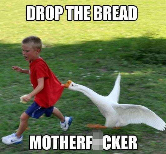 Drop-the-bread.jpg.9fa9fb2283129f1aec9016b884b9db75.jpg