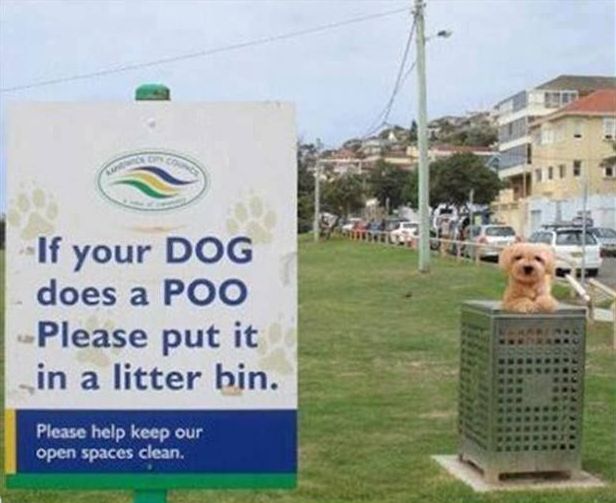 If-your-dog-does-a-poo.jpg.0bab17b7537ad32cf51ec22250e54554.jpg