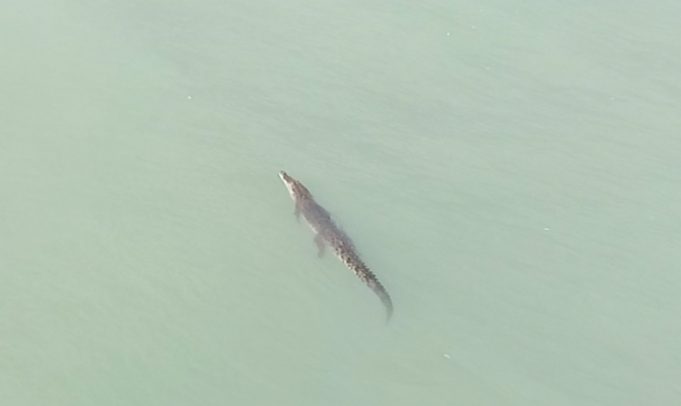 Laguna-Croc-681x406.jpg