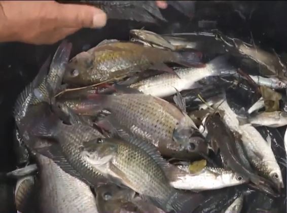 Thai Fisheries Dept plans to eliminate blackchin tilapia - Thailand ...