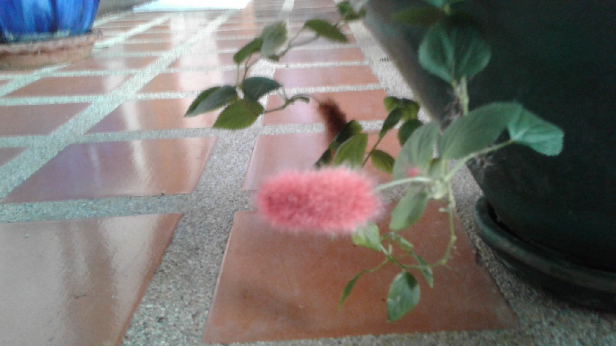 Plant.jpg