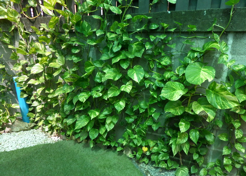 Wall.jpg.4bbee4143d93be4e01de6dfbc176f70e.jpg