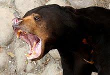 bear.jpg.ca8b905f4ae3903729296c4f382bb740.jpg