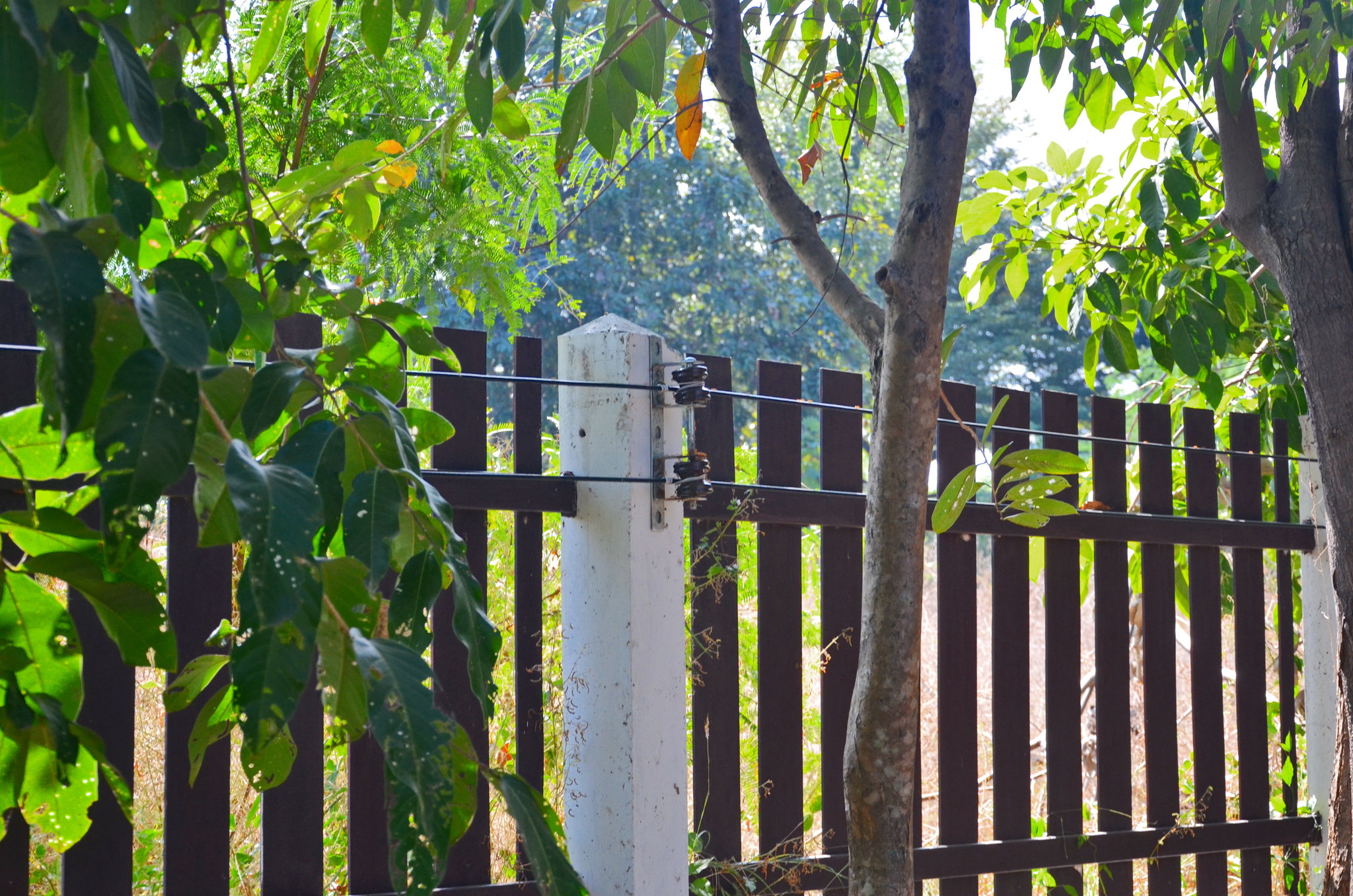 fence.JPG
