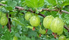 gooseberry.jpg.c9694d957178c3eb6e9ccf84abd42abc.jpg