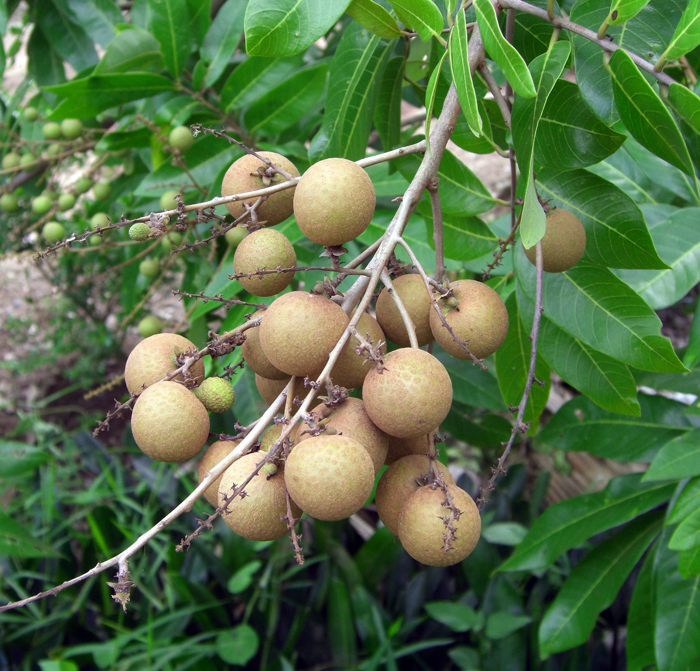 longan.jpg