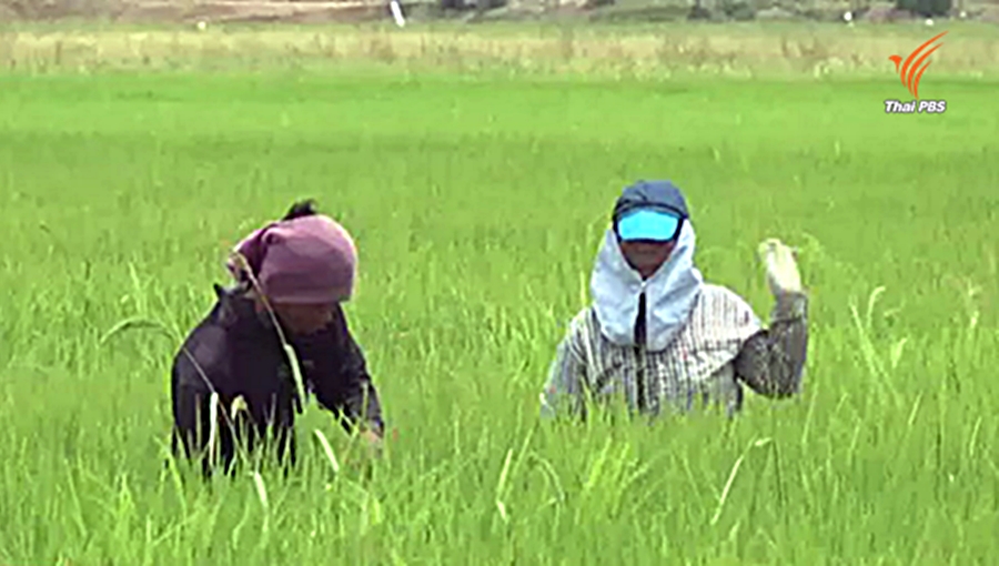 rice-farmer.jpg