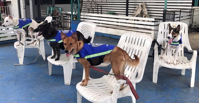 2017-09-01T154331Z_1_LYNXNPED803HT_RTROPTP_4_THAILAND-WATCHDOGS-647x336.jpg