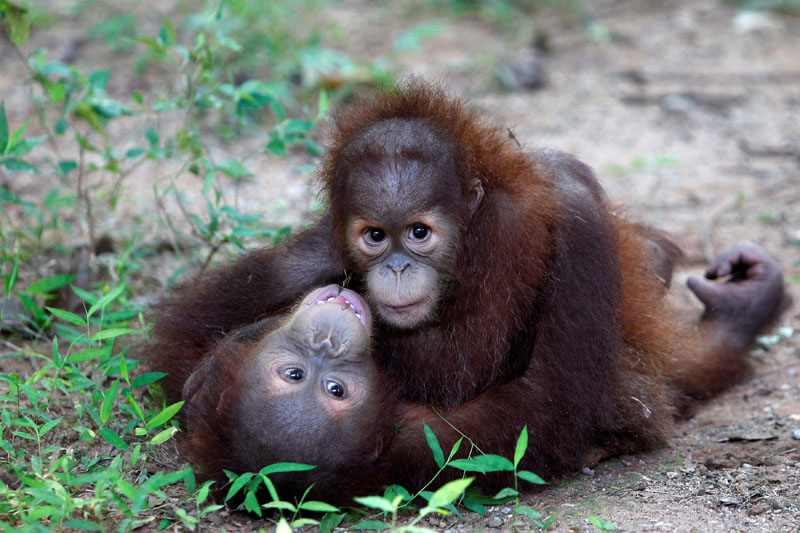 2017-09-13T101901Z_2_LYNXNPED8C0NW_RTROPTP_4_THAILAND-ORANGUTANS.JPG