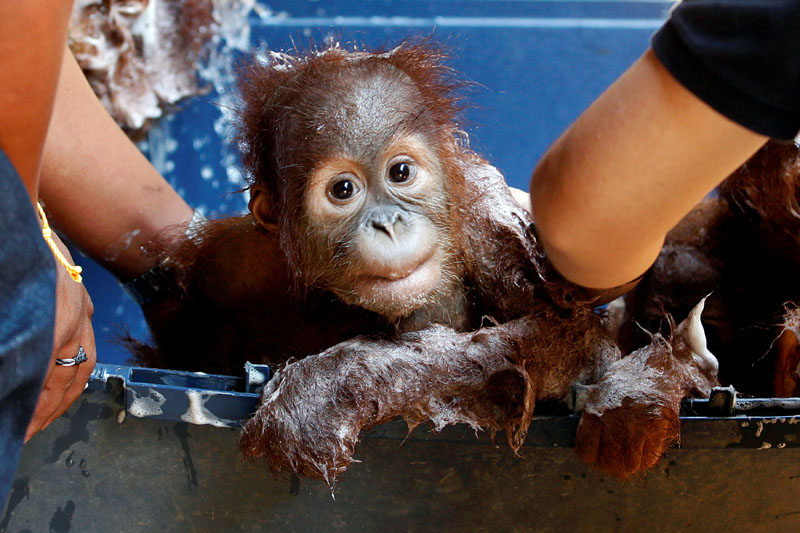 2017-09-13T111024Z_1_LYNXNPED8C0R2_RTROPTP_4_THAILAND-ORANGUTANS.JPG