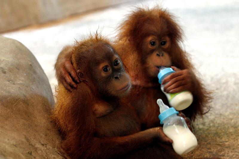 2017-09-13T111024Z_1_LYNXNPED8C0R4_RTROPTP_4_THAILAND-ORANGUTANS.JPG