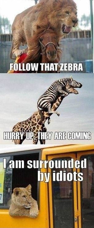 59c8bb9c707b7_animalsSurrounded-by-idiots.jpg.9ce49f0dd7614f900238752f32e397a2.jpg