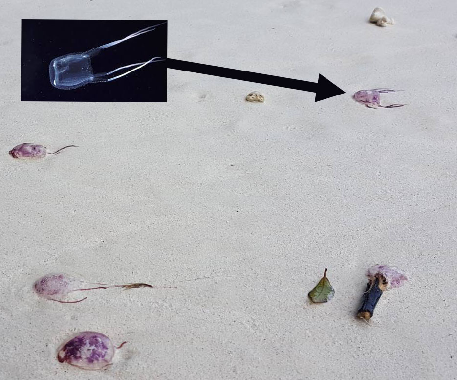 59ca9f4308f58_w24896_Box-Jellyfishcopy.jpg.f0a49bb03d7d41dd44ddf44a30831eab.jpg