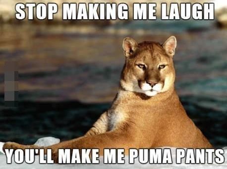 Funny-Puma-picture.jpg.2e095da089f322d70115fa3fa86d8f33.jpg
