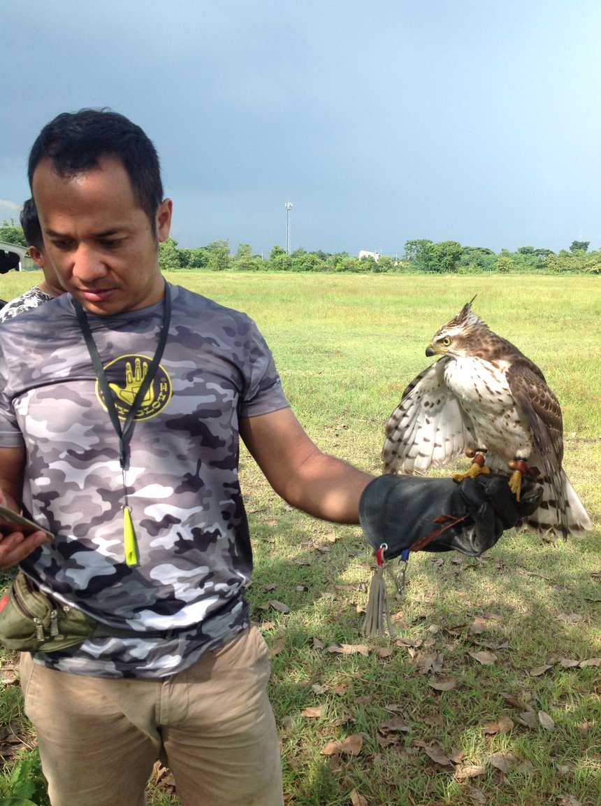 Hawk.JPG