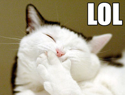 Lollolcat.jpg.4fe93a96ecefa2b9d039eccd0128a0fc.jpg