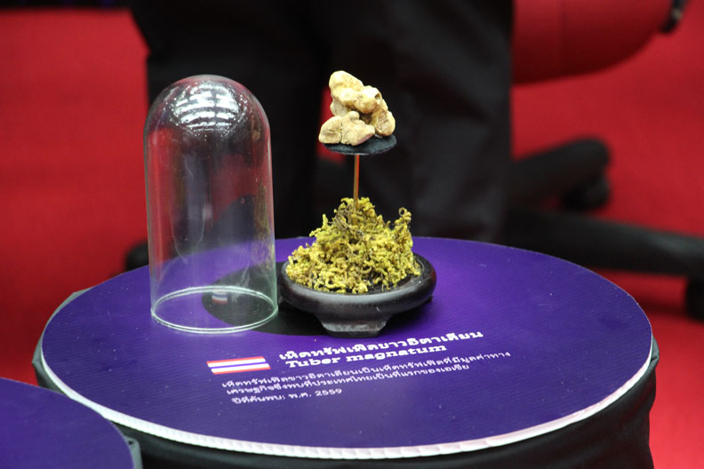 white-truffle.jpg
