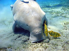 220px-Dugong_Marsa_Alam.jpg.f1c5a06d4bf2bc131f067339dd54bf37.jpg