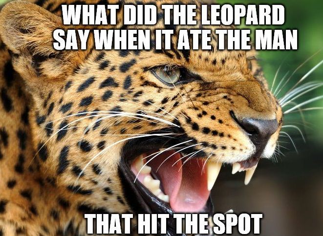 59d08d3d92143_LEOPARDSPOT.jpg.d783445bfb1ca09f14af38fc3a00c407.jpg