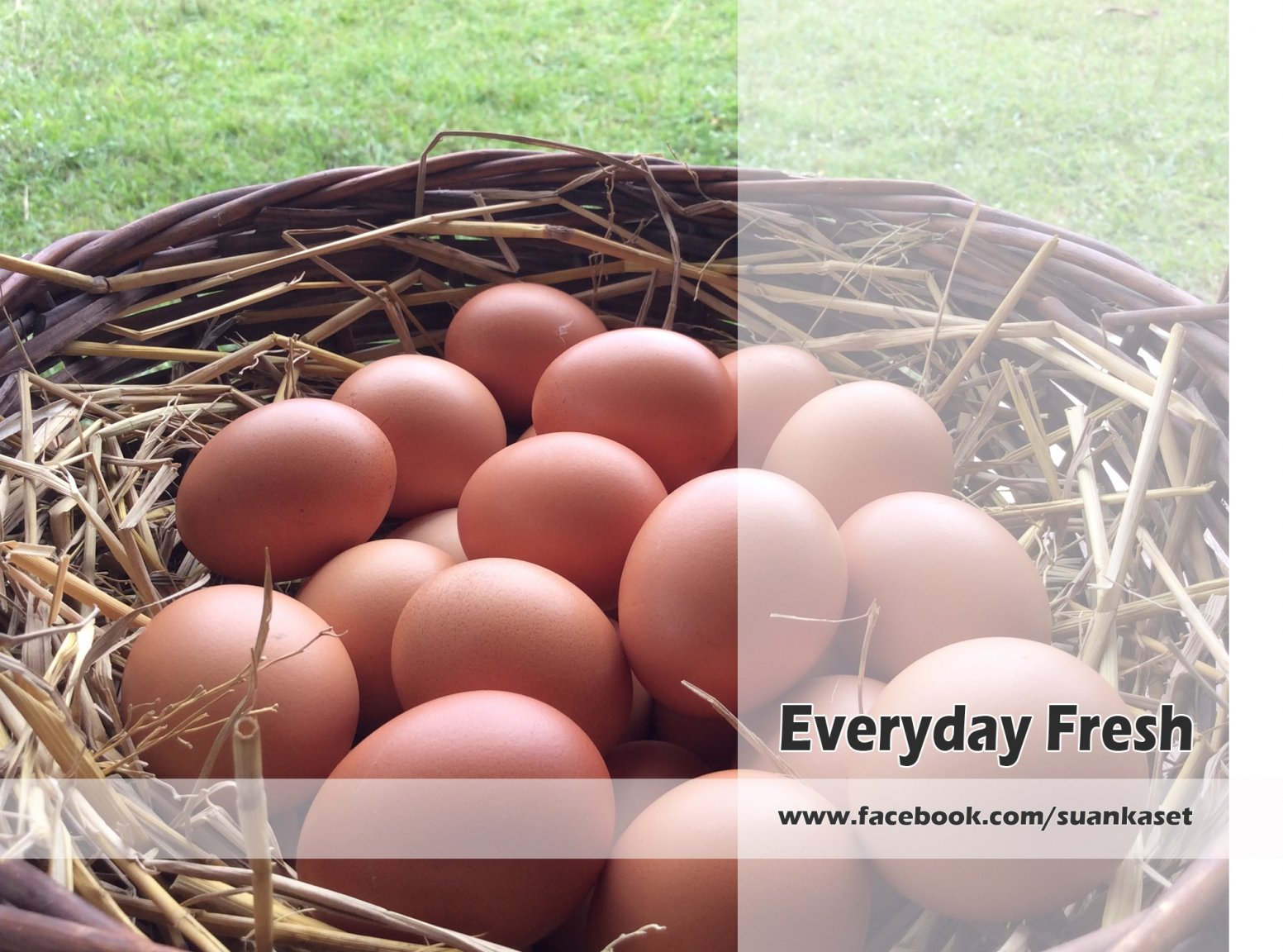 everyday fresh egg2.jpg