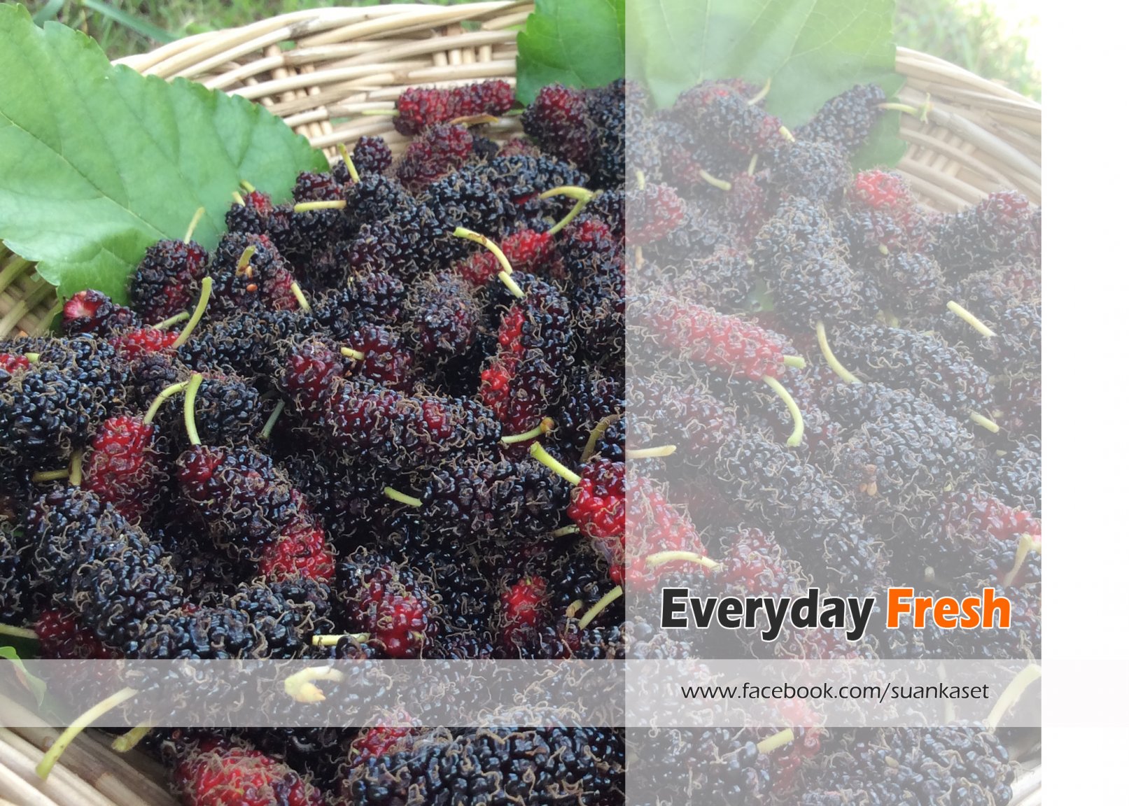 everyday fresh mulbery.jpg