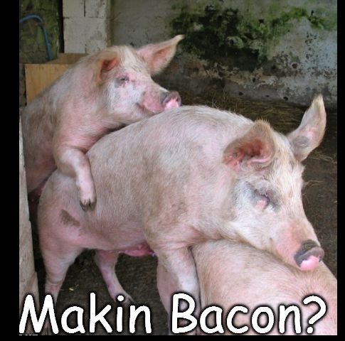 59e703bdd00cc_makinbacon.jpg.8b85feb5d91190401ec0858e659807b4.jpg