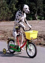 59f56bbb1616f_dogbike.jpg.772f97e69e1b73f5ad78b3c63c263c63.jpg
