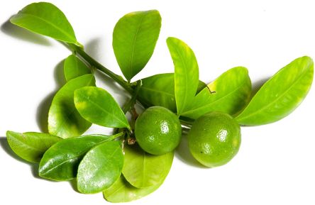 Calamansi.jpg.70669bd92f86d8ff0352150b48405401.jpg
