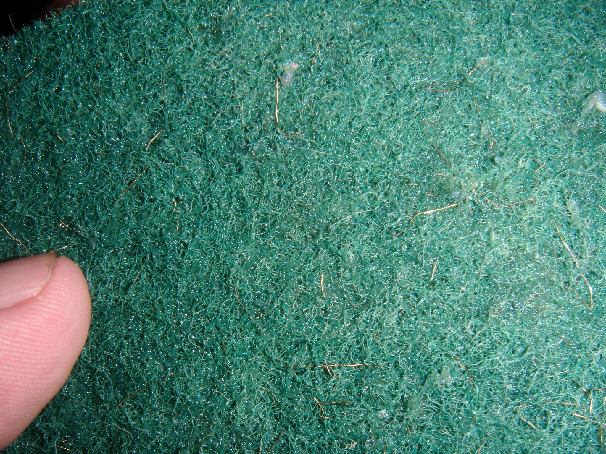 DSCF2121.JPG