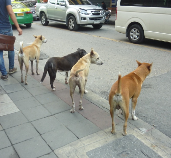 Sukhumvit_Soi_11_Gang.jpeg.521e06e8a0434db37bcaff52db4707ae.jpeg