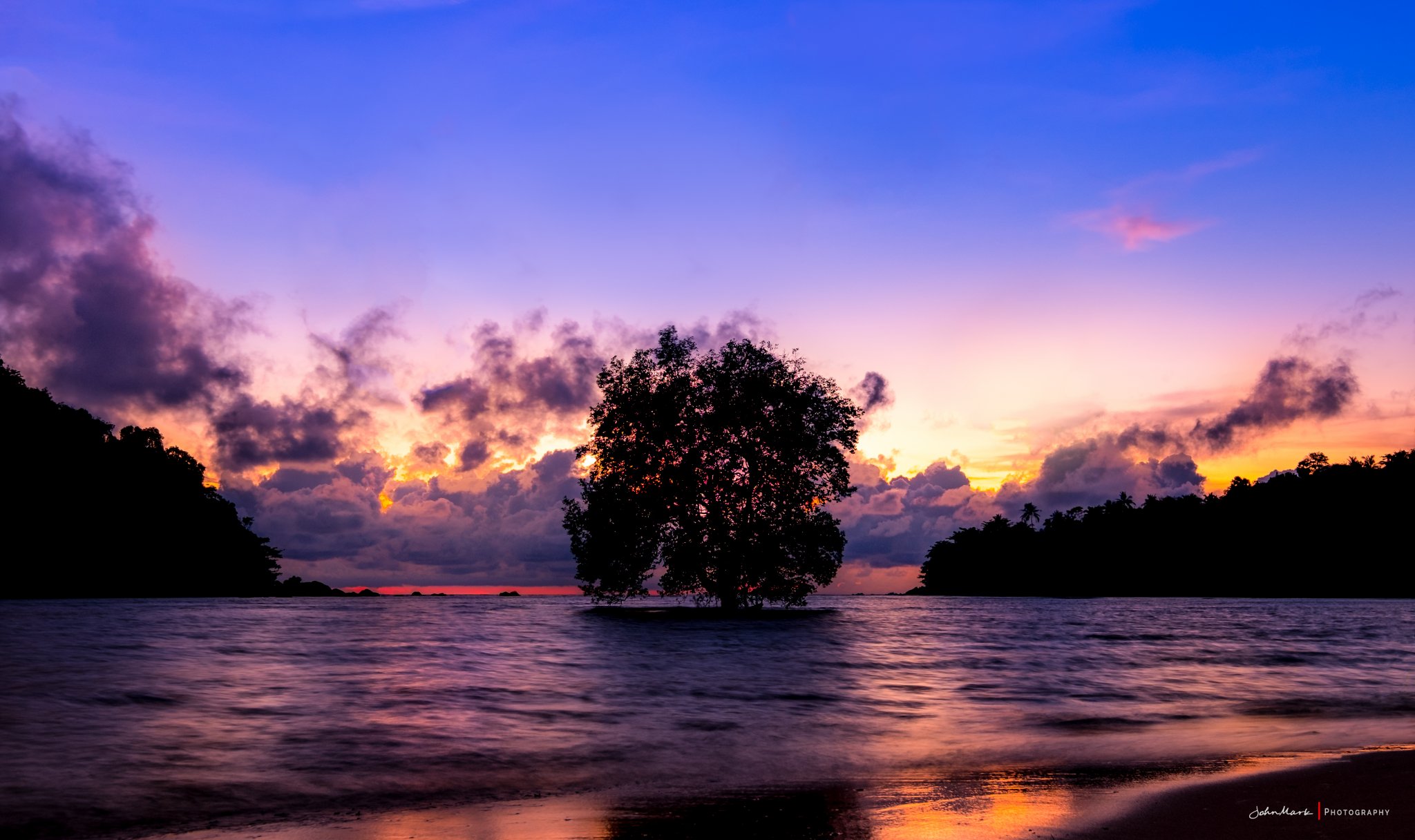 The Tree in the Sea