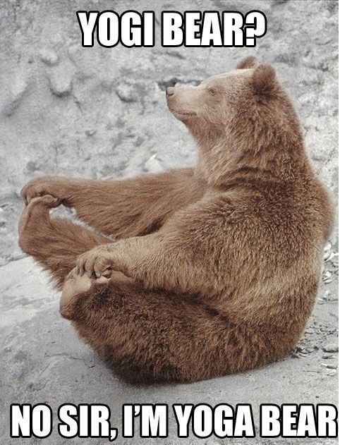 Yoga-Bear.jpg.64ceab893438061e36e51e447235c293.jpg