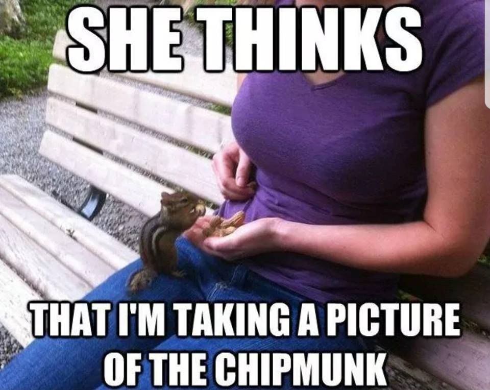 chipmunk.jpg.2d2e31f165a880171b1a6c12d3b8ce03.jpg