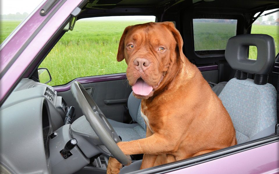 cual-es-la-normativa-para-viajar-con-perros-en-el-coche-960x600.jpg.964b1993c0c80aa5d29b62a0058e4ecf.jpg