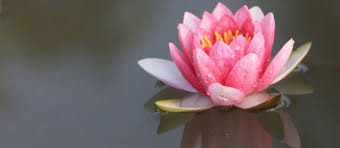 lotus.jpg.0c424afb6dc59ef40f4d93255cbdcac8.jpg