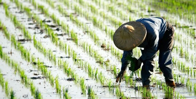 rice-662x336.jpg