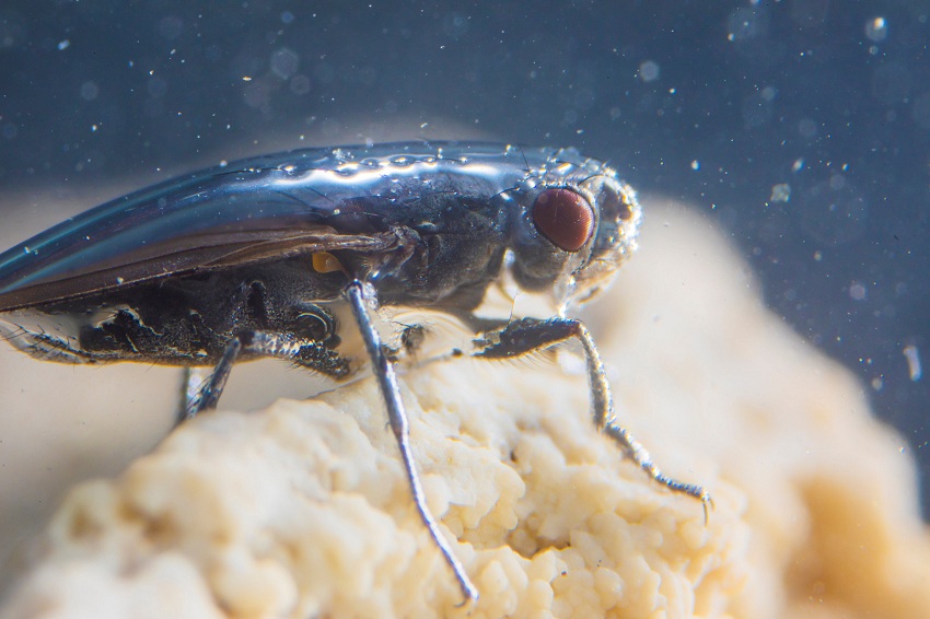 2017-11-20T205135Z_1_LYNXMPEDAJ1KA_RTROPTP_4_SCIENCE-FLY.JPG